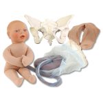 Deluxe Flexible Pelvis Model Set